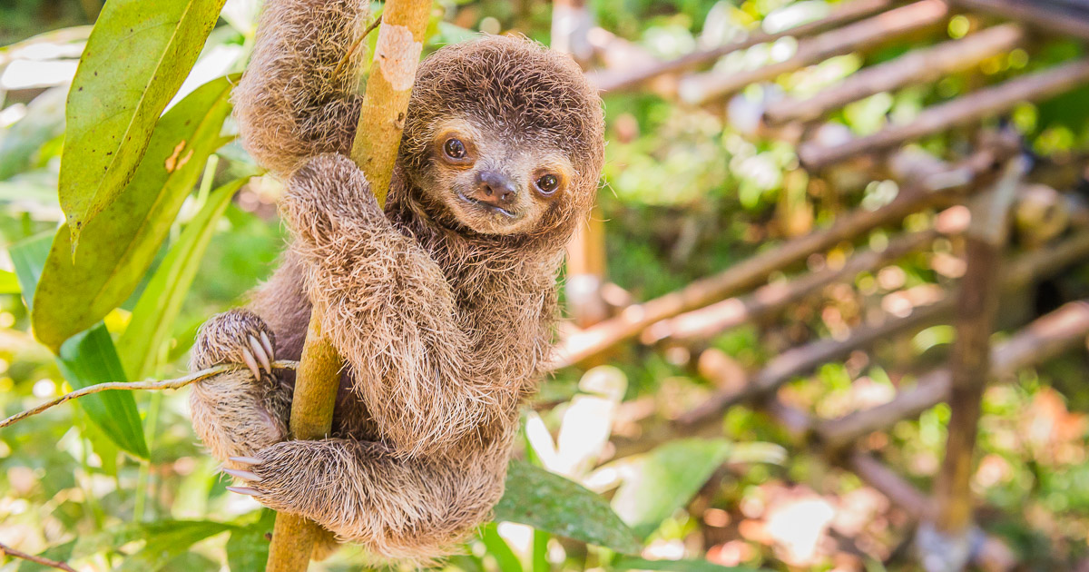 Photos of Adorable Baby Animals in Costa Rica • James Kaiser