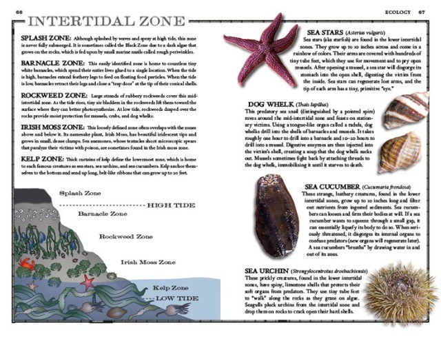 Intertidal Zone • James Kaiser