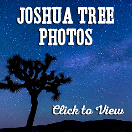 Amazing Joshua Tree Photos
