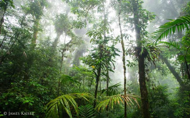 Monteverde, Costa Rica • James Kaiser