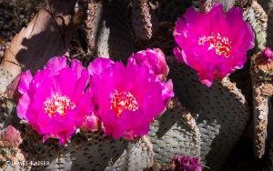 Beavertail Cactus, Joshua Tree Wildflowers