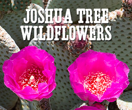 Joshua Tree Wildflowers