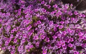 Purple Mat, Joshua Tree Wildflowers