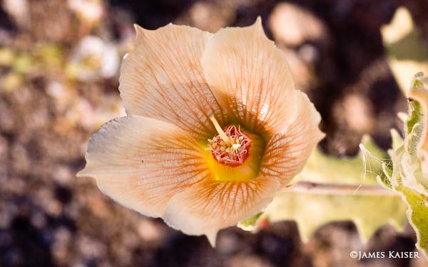 Sand Blazing Star, Joshua Tree Wildflowers