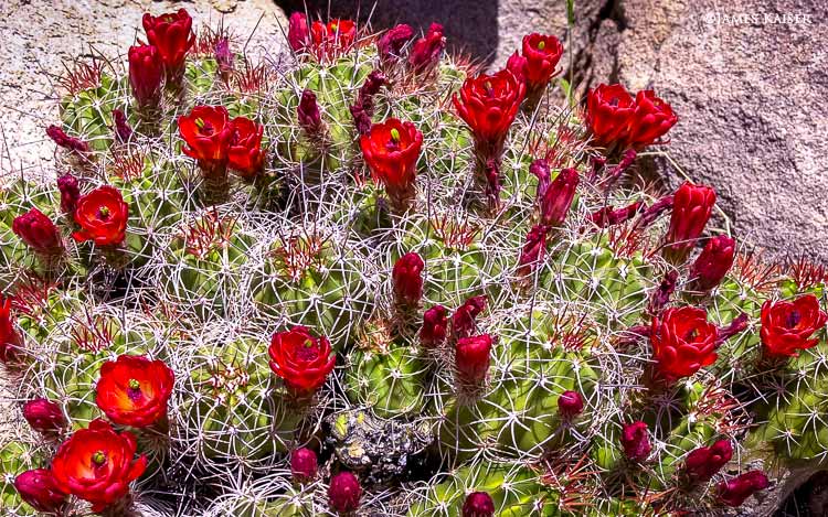 Joshua Tree Wildflowers Guide James Kaiser