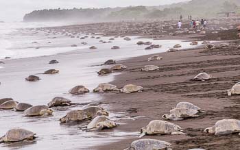 Sea turtle beaches, Costa Rica