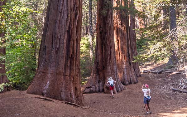 Merced Grove of Giant Sequoias, Yosemite