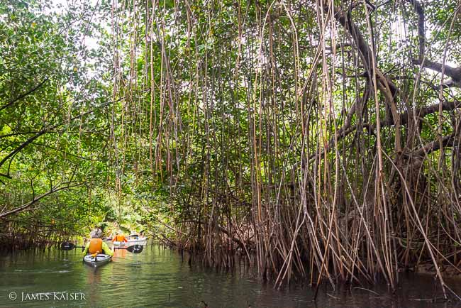 Kayaking in mangroves, Panama