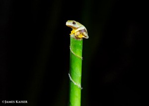 Baby red-eyed leaf frog, Costa Rica