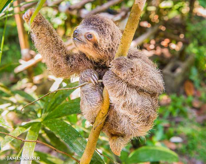 Baby sloth, Costa Rica