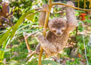 Baby Sloth, Costa Rica