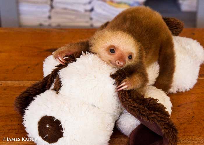 Baby sloth, Costa Rica