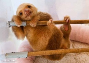 Baby Sloth, Costa Rica