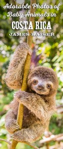 Photos of adorable baby animals in Costa Rica!