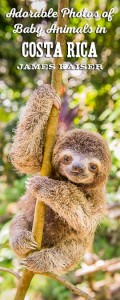Adorable photos of baby animals in Costa Rica