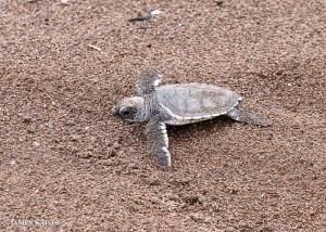 Baby sea turtle, Tortuguero, Costa Rica