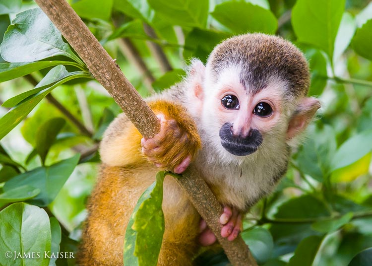 Squirrel Monkey, Costa Rica