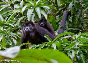 Howler monkey mother and baby, Costa Rica