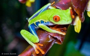 Red-Eyed Leaf Frog