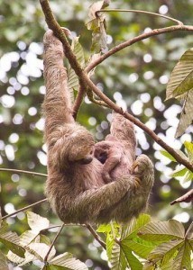 Sloth mother and baby