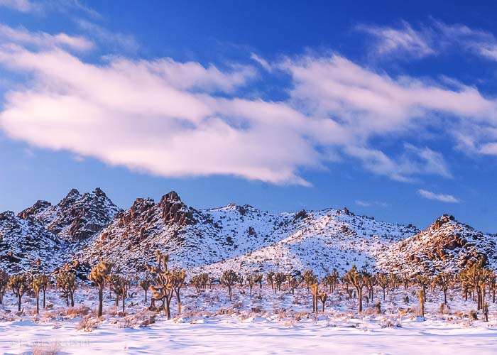 Joshua Tree, winter