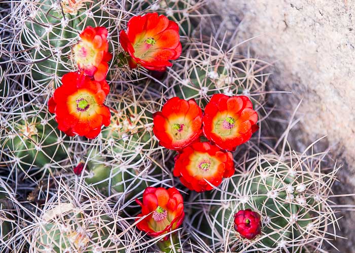 Virágzó kaktuszok, tavasz, Joshua Tree Nemzeti Park