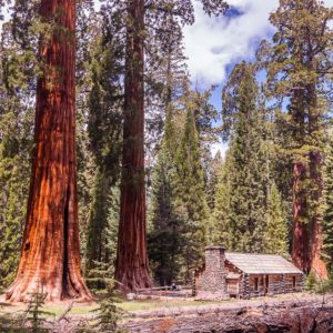 Mariposa Grove of Giant Sequoias, Yosemite