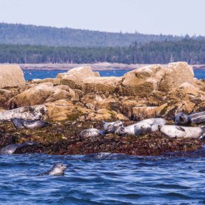 Harbor seals and gray seals on Egg Rock, Maine