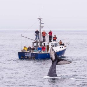 Humpback whale, Bar Harbor, Maine