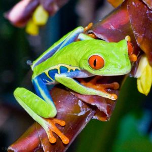 Red-eyed leaf frog
