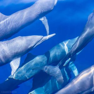 Spinner dolphins