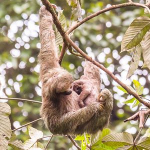 Three-toed sloth mother and baby