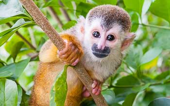 Baby Animals Costa Rica