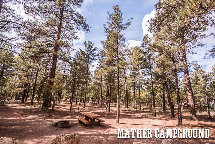 Tall trees at Mather Campground