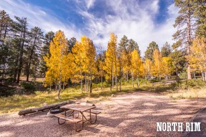 Aspen trees, North Rim Campground