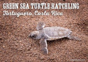 Green sea turtle hatchling scampering on the beach in Tortuguero, Costa Rica