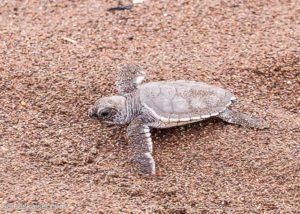 Hatching sea turtle, Tortuguero National Park, Costa Rica
