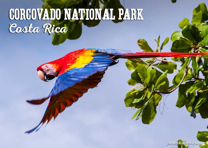 Scarlet Macaw bird, Corcovado National Park, Costa Rica