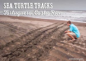 Sea turtle tracks on the beach, Tortuguero