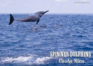 Spinner dolphins, Costa Rica