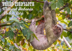 Three-toed sloth, Manuel Antonio, Costa Rica