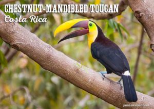 Chestnut-mandibled toucan, Costa Rica