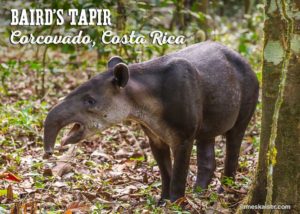 Baird's Tapir, Corcovado National Park, Costa Rica