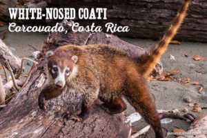White-nosed coati, Corcovado National Park, Costa Rica