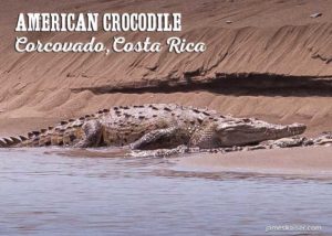 American crocodile, Corcovado Costa Rica