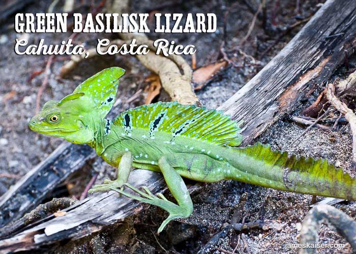 Green basilisk lizard, Cahuita National Park, Costa Rica