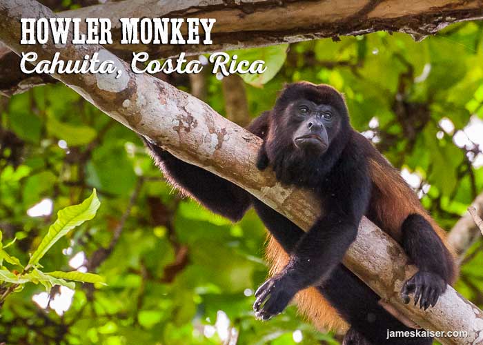 Howler monkey, Cahuita National Park, Costa Rica