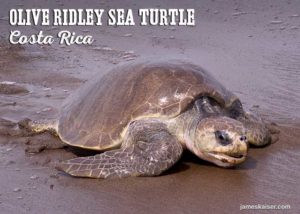 Olive Ridley Sea Turtle, Costa Rica