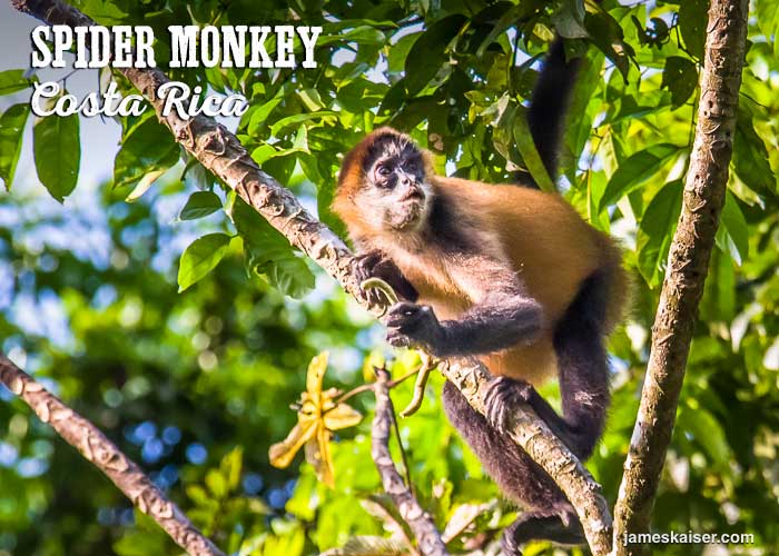 Spider monkey, Costa Rica