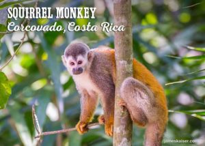 Squirrel Monkey, Corcovado, Costa Rica